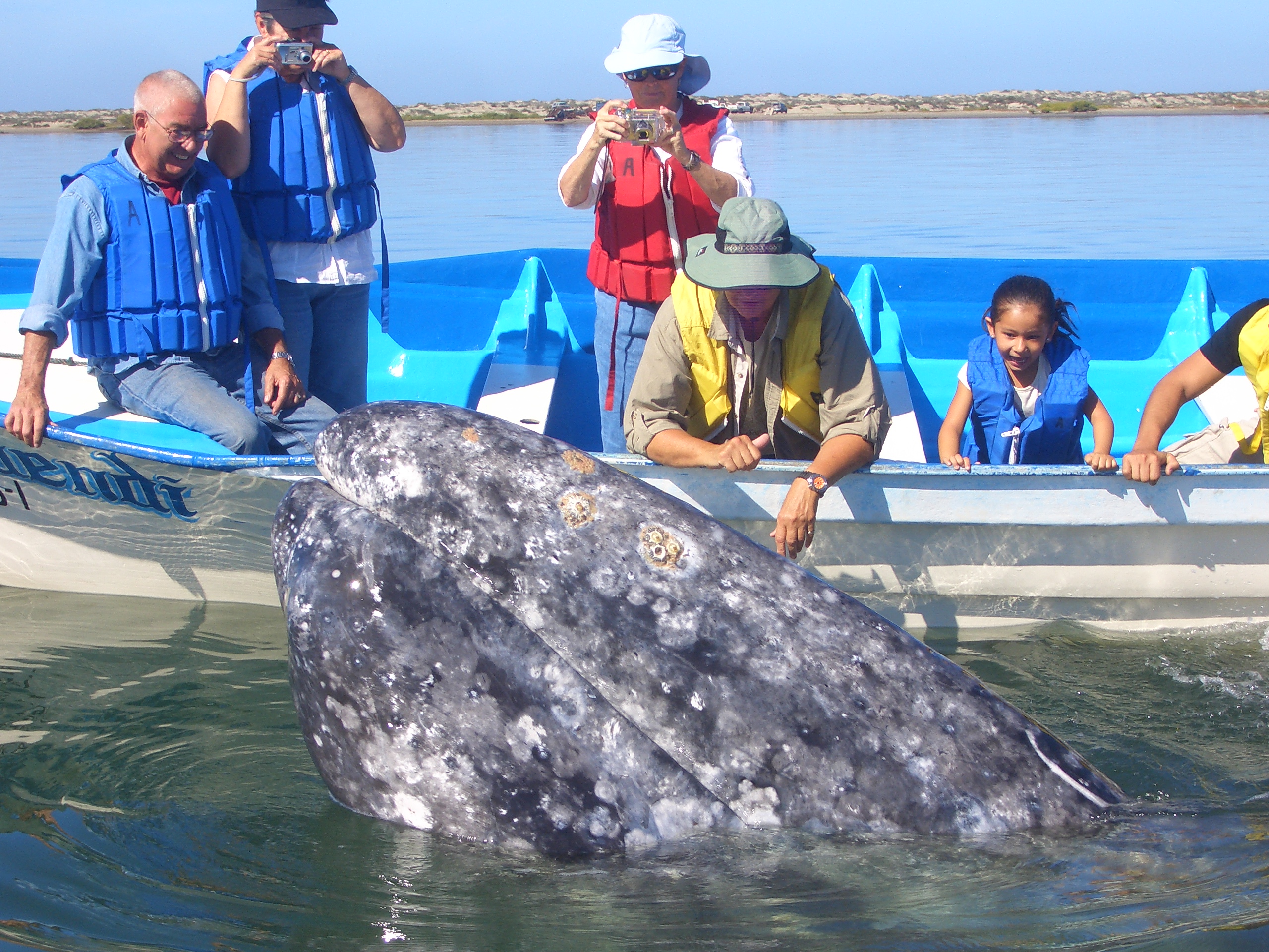 A Whale Watching Family Adventure in La Paz